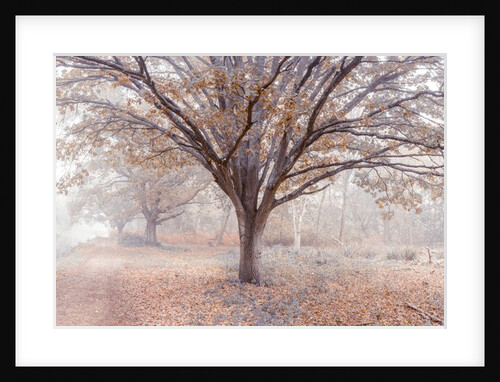 Canal through forest by Assaf Frank